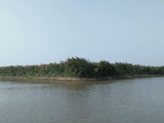 -大湾区中央湿地公园