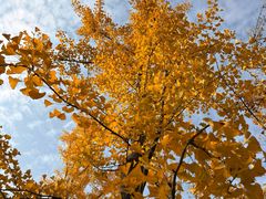 -汉长安城未央宫国家考古遗址公园