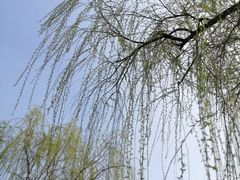 -梅花山(明孝陵内)