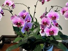 -王德传茶庄(上海新天地店)