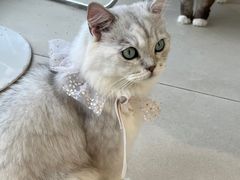 -怪兽屋·羊驼·猫咖·狗咖(俊华广场店)