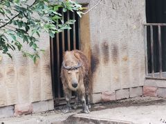 -成都动物园