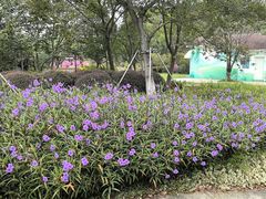 -金鸡湖桃花岛