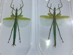 -上海昆虫博物馆