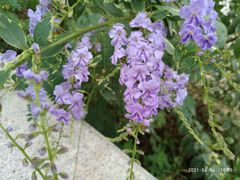 -广州国际生物岛