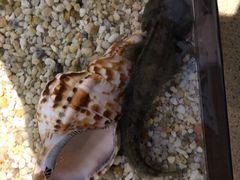 -瑞普利水族馆