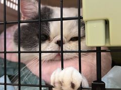 -萌兽医馆·眼科·异宠专科(三里屯店)