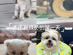 -派美特宠物医院·核磁CT·骨科肿瘤·疑难转诊(沈农禾丰店)
