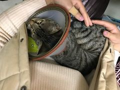 -瑞鹏宠物医院·微创内窥镜·骨外科·牙科(翠竹分院)