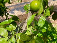 -前小桔亲子创意农场·草莓采摘·露营烧烤