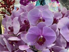 -弗劳尔花艺坊(龙涛店)