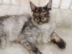 -十年猫舍·猫咪专门店(普陀店)
