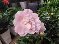 -秦美花卉(天朗·莱茵小城2期店)