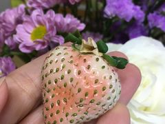 -胜丰草莓采摘园