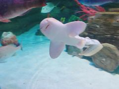 -迪拜水族馆及水下动物园