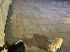 -宠物星动物医院·眼科·异宠·猫科(江南大道总院)