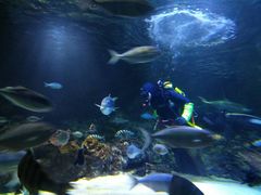 -凯莉-塔尔敦海洋生物水族馆
