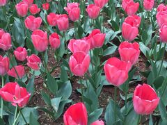 -洛阳郁金香牡丹园