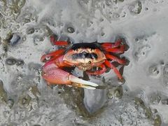 -北海金海湾红树林生态旅游区