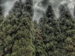 -龙苍沟森林公园