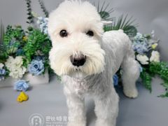 -BABIT巴比特宠物(MOMOPARK店)