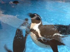 -帝企鹅自助餐厅•儿童岛•真企鹅(长隆企鹅酒店)