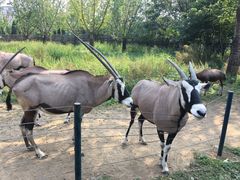 -大连森林动物园