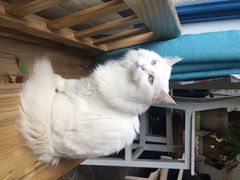 Anne猫窝咖啡屋-Anne猫窝咖啡屋