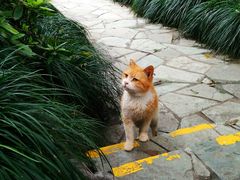 -静安公园(静安寺街道)