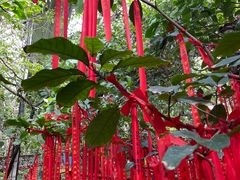 -呀路古热带植物园