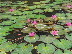-海南热带野生动植物园