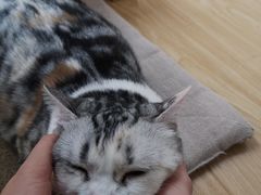 -猫和宫(六道口店)