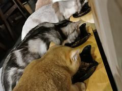 -咖法森林·咖啡  酒吧(天河店)