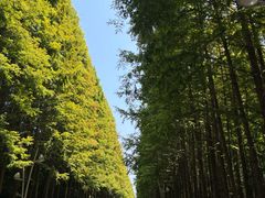 -日照海滨国家森林公园