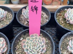 -李村大集