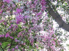 -深圳国际园林花卉博览园