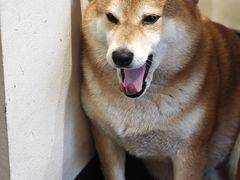 -啡语