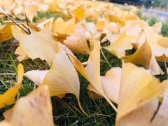 -济南国际园博园