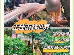 -正佳雨林生态植物园