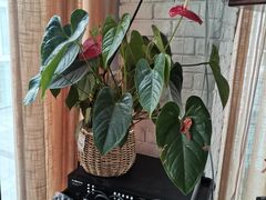 -俏湘私房菜(国贸店)