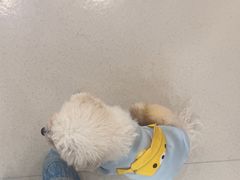 -共舞时光猫咖·狗咖(新街口店)