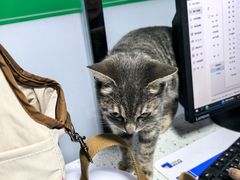 -半岛宠物医院24小时(科华中路店)