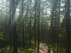 -鲁山国家森林公园