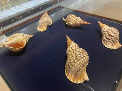 -青岛贝壳博物馆