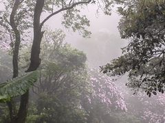 -梧桐山风景名胜区