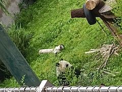 -沈阳森林动物园