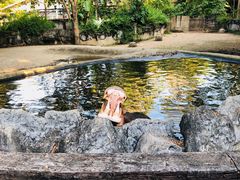 -清迈夜间动物园