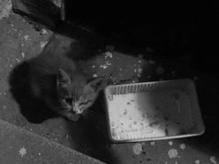 -瑞派福兴宠物医院犬猫全科·骨科·中西医结合(河东店)