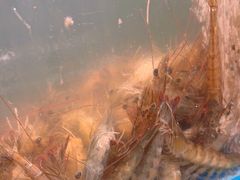 -港畔赶海蒸汽海鲜烧烤自助(仙螺岛店)
