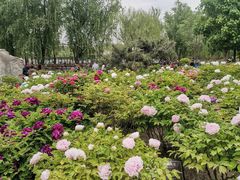 -莲花池公园